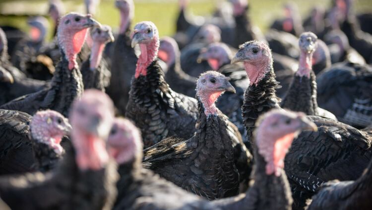 Avian flu means turkey prices could soar
