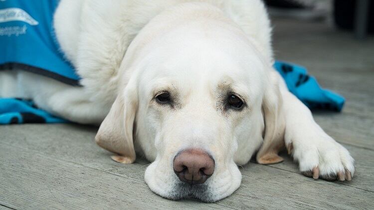 Review guide dog policy, guidance urges