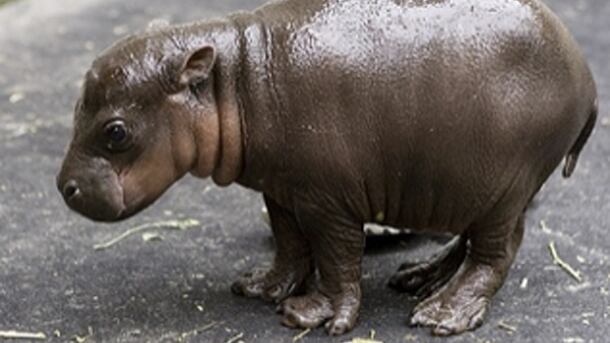 hippo-copy.jpg