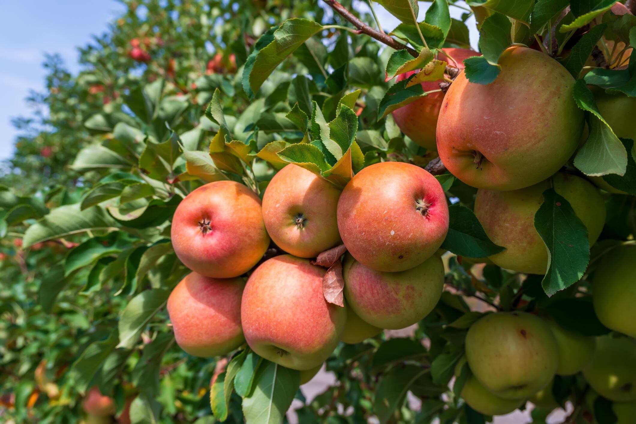 Premium flavours key to offsetting cider category decline 
