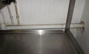 Porter-and-Sorter-mouse-droppings-2-300x183.jpg