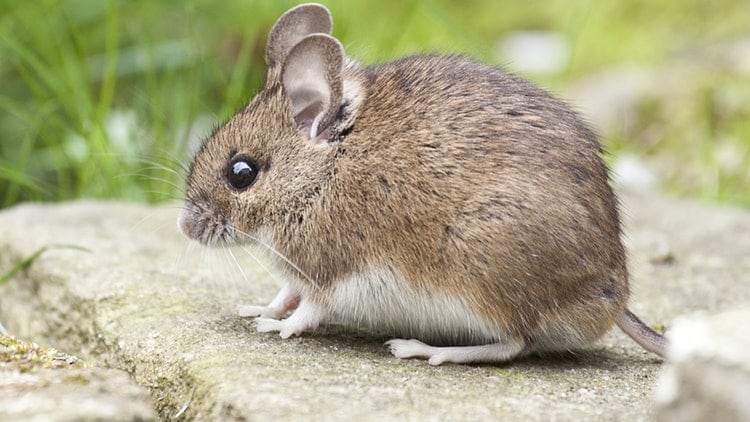 Sewer problem to blame for mouse in JDW site