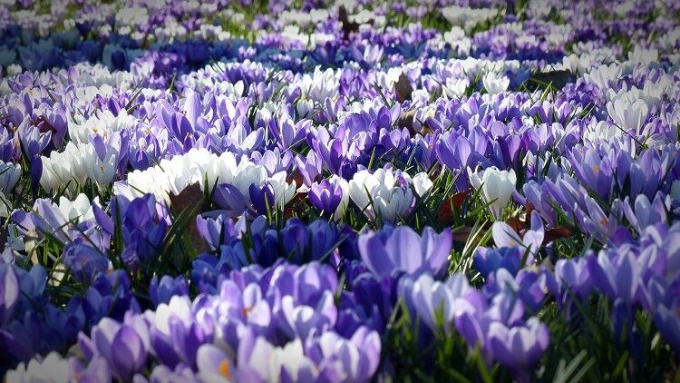 crocus-1261310_1280.jpg