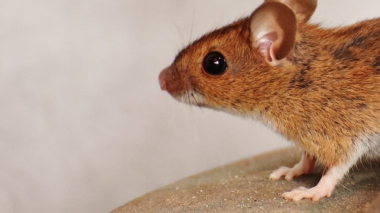 ‘Rat-infested’ kitchen forces pub to shut