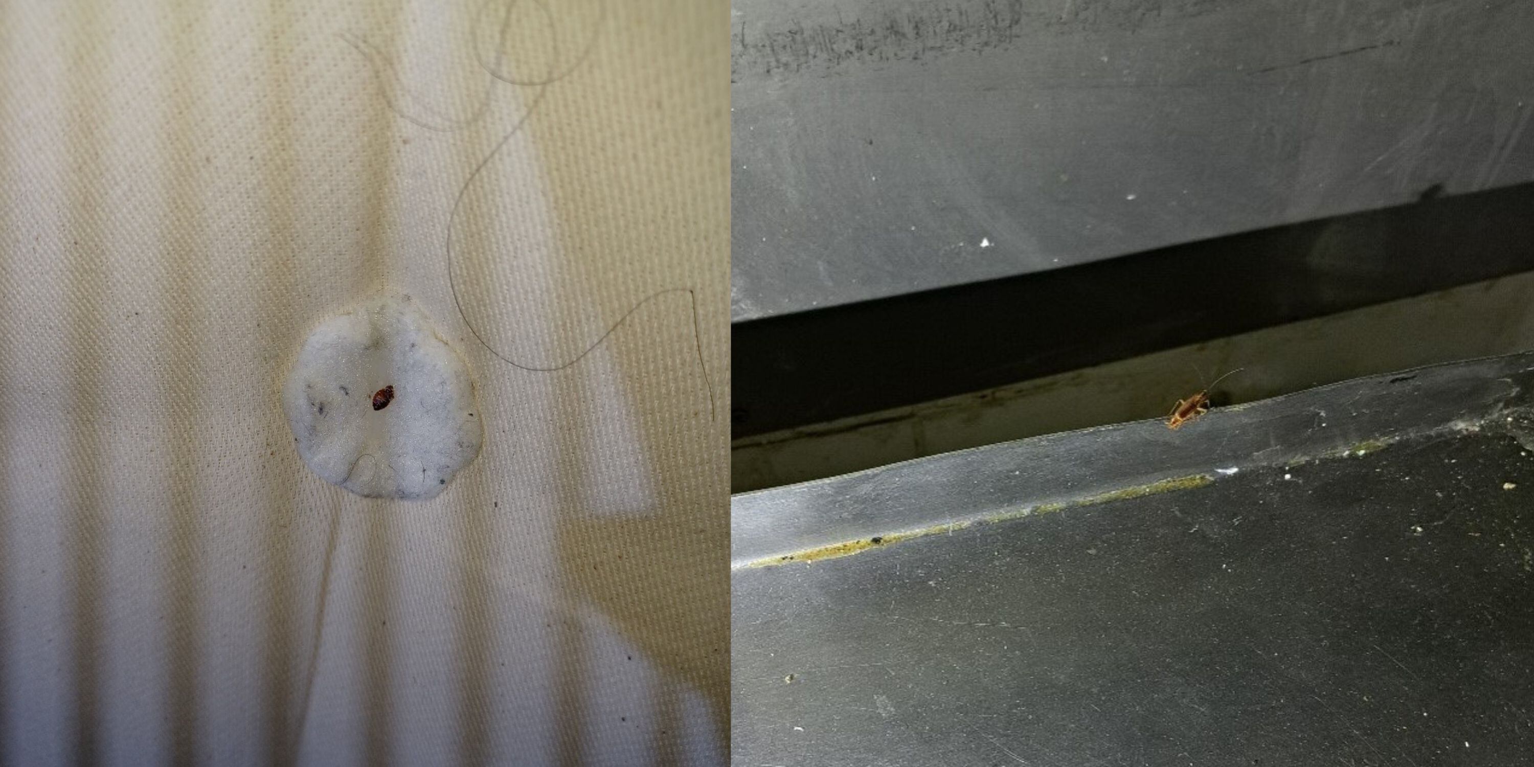 Image of bed bug and cockroach at Oak Tree
