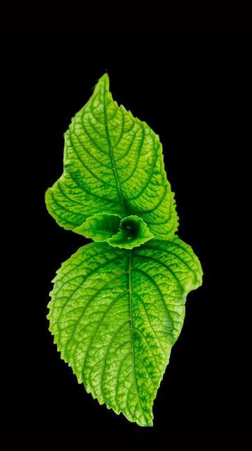 mint.jpg