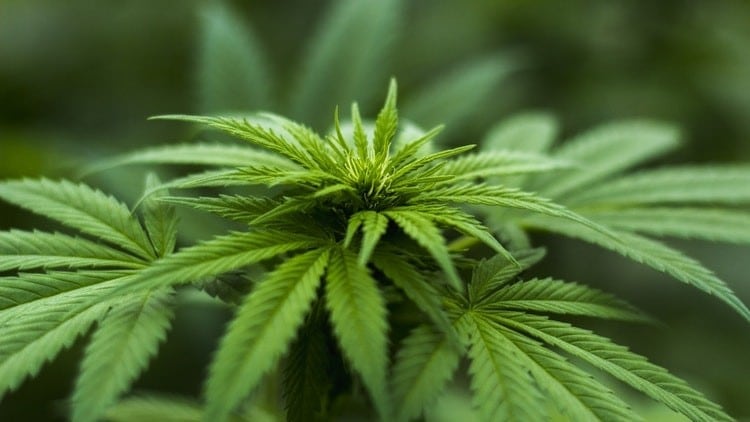 Pubs targeted with cannabis flavoured crisp launch