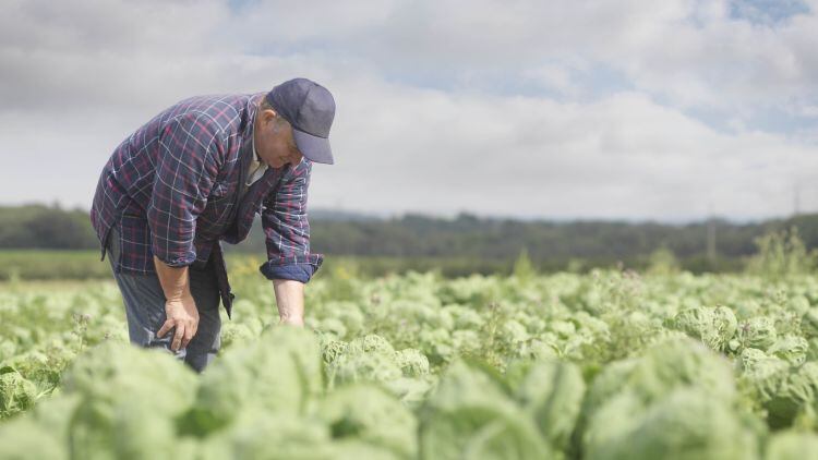 Supply chain issues continue as calls made for 12-month Covid Recovery Visa