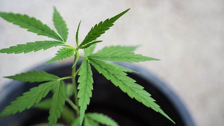 Licensees urged to ‘give CBD a whirl’