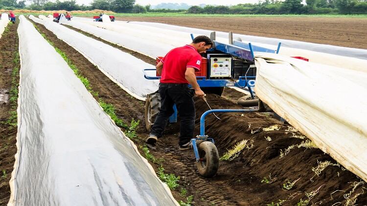 Heatwave-could-mean-vegetable-shortage.jpg