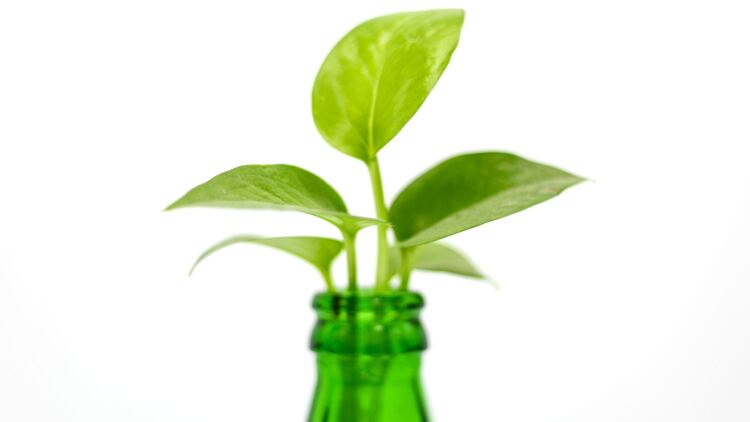 The-glass-is-always-greener-how-are-drink-makers-embracing-sustainability.jpg