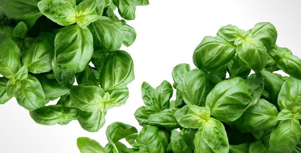 Basil.jpg