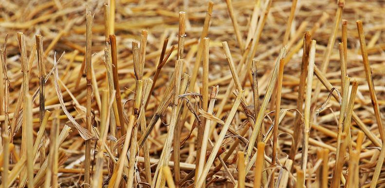 3-Straw-straws.jpg