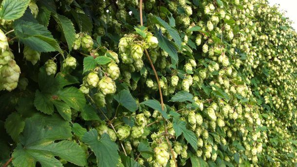 Photo.2.Wall.of.Goldings.Hops-WEB.jpg