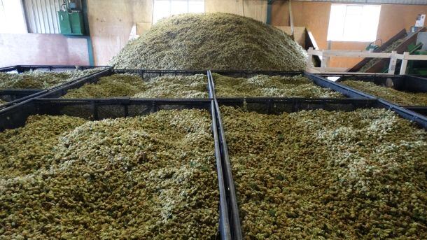 Photo.14.Trays.of.Drying.Hops-WEB.jpg