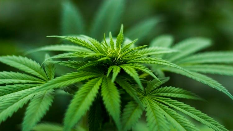 Cannabis-based drinks set to boom at pubs