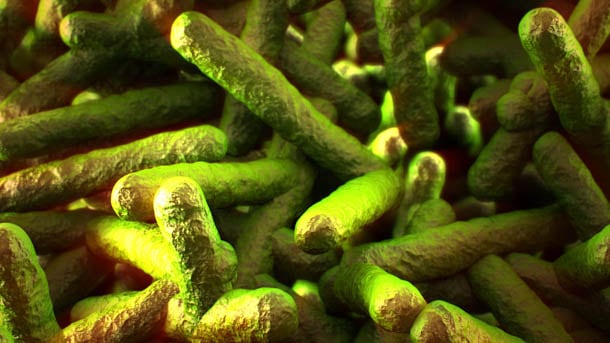 Listeria-1.jpg