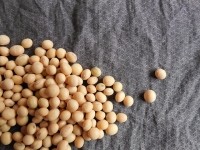 www.maxpixel.net-Healthy-Soybeans-Food-Seeds-Grains-Soy-Beans-182294