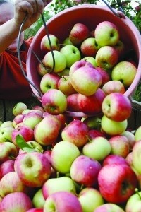 Norfolk cider shop changes name following Apple mix-up