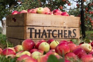 Thatchers invests in becoming a first choice 'craft cider' 