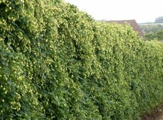 Hops: the East Kent Goldings variety has been awarded Protected Designation of Origin