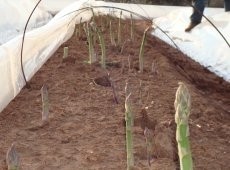 Asparagus: in season for six weeks