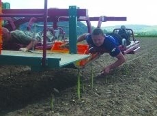 Asparagus harvest: lasts six weeks