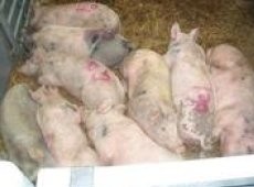 Pigs: reared for pub use