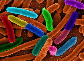 New ‘common sense’ E.coli guidelines praised