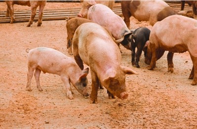 Pork prices to rise by at least 10% in 2013