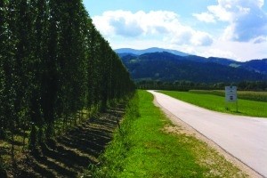 Alpine valleys: Slovenia's micro-climate is ideal for cultivating hops