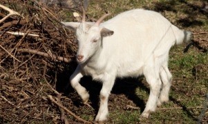 More operators are looking at goat as an alternative to other meats