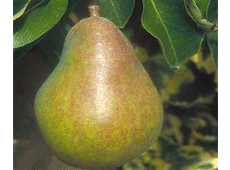 Nice pear: Significant growth as taken place in pear and flavoured cider variants