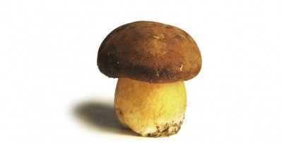 Fungal fact: in excess of 350 types of mushroom are consumed by humans