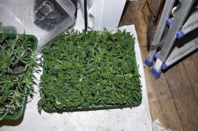 Serious harm: a cannabis farm has been discovered in an old Merseyside pub