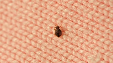 Costly pest: BPCA advises how pubs can keep bed bug infestations 
