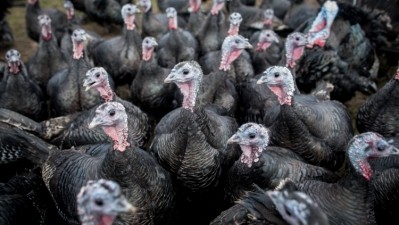 Bird flu: 60k free range turkeys culled in the Christmas runup (Getty/ E4C)