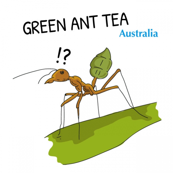 Green-Ant-Tea (1)