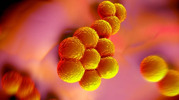Staphylococcus aureus 1 (002)