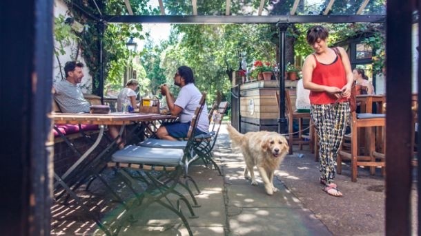 Champion: the London pub has been dubbed the nation’s ‘most dog-friendly pub’