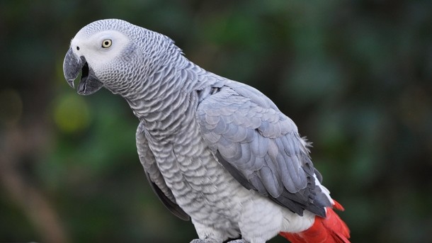 Mr Chips: African grey parrot: stole chips from unimpressed punters