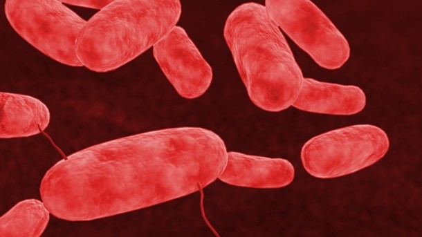 E. coli can cause bloody diarrhoea, severe abdominal pain and can be fatal