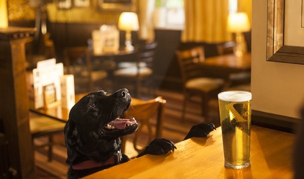 Dogs: Two-thirds of owners put off pubs not friendly to animal