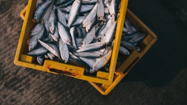 Fishy business: inflation stood at 13.4% in April for fish
