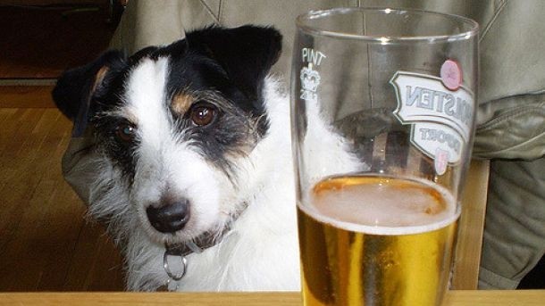Paws for thought: some 76% of managers in hospitality think health and safety laws stop dogs from being on the premises