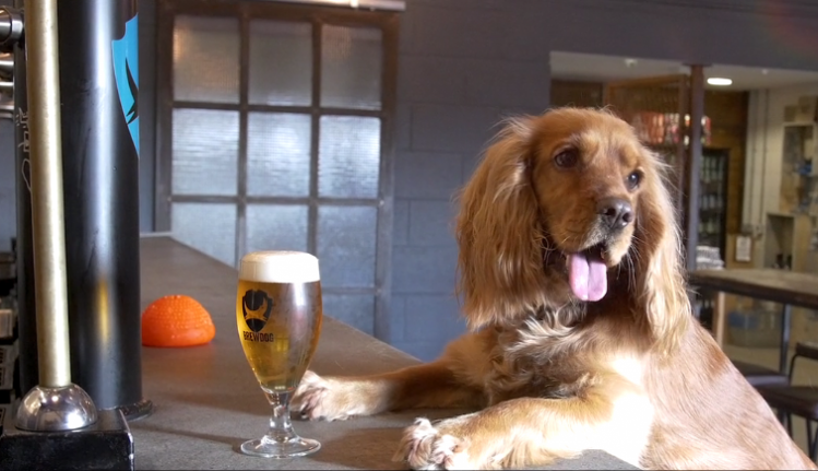 A dog's life: BrewDog staff can spend a week off with new four-legged friends