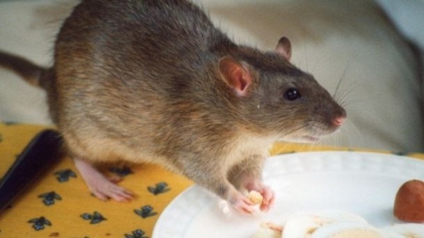 Damage limitation: legal advice on potential rat infestations