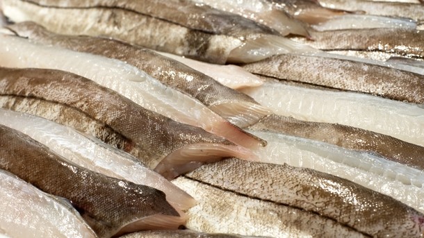 North Sea cod: stocks finally improving