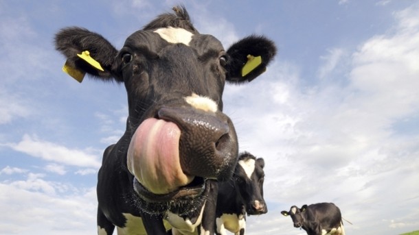 John Pinder: caterers getting "blunt end" of UK beef price pressure