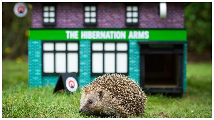 Going the whole hog: Camden Town Brewery launches a new lager and a hedgehog pub you can set up in your garden